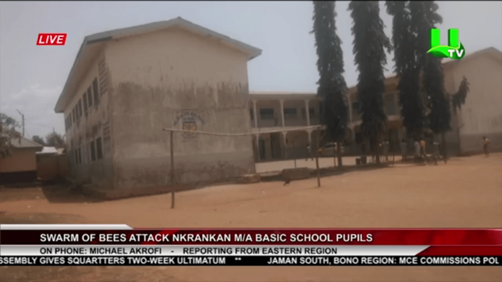 Swarm Of Bees Takes Over Nkrankan M/A Basic&nbsp;School